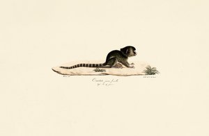  av Jacques Christophe Werner