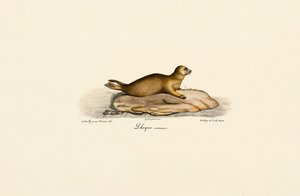 Ung steinkobbe av Jacques Christophe Werner