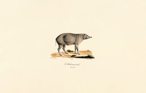 Ung mannlig Babirusa av Jacques Christophe Werner
