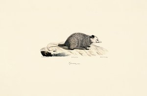 Ung opossum av Jacques Christophe Werner