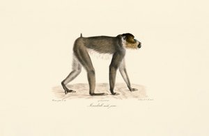  av Jacques Christophe Werner