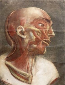 Anatomisk hode, fra "Myology komplett i farge og naturlig størrelse", 1746