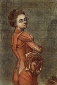 Anatomisk illustrasjon i farger av en gravid kvinne, 1778