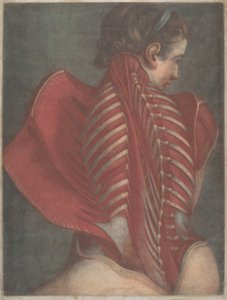 L'Ange anatomique (Den anatomiske engelen) eller disseksjon av en kvinnes rygg