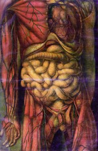 Torso av en mann som viser tarmene, fra 