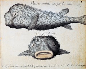 Panserfisk, front- og sideutsikt, Sao Vicente-øya, Kapp Verde, akvarell fra loggbok av Jacques Gouin de Beauchesne (1652-1730), kaptein for Compagnie royale de la Mer du Sud, fra 1698 til 1701, Frankrike