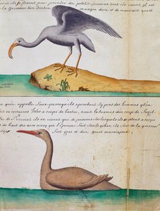 Ukjent fugl og fugl kalt Foux (Booby), Sao Vicente-øya, Kapp Verde, akvarell fra loggbok av Jacques Gouin de Beauchesne (1652-1730), kaptein for Compagnie royale de la Mer du Sud, fra 1698 til 1701, Frankrike