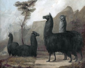 Alpakkaer av Jacques Laurent Agasse