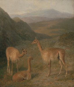 Vicunas av Jacques Laurent Agasse