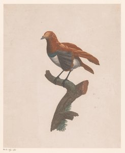 Fugl på en gren av Jacques Louis Perée