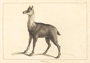 Chamois (gesser)