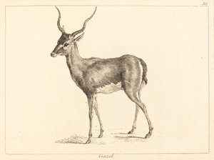 Gaselle (Gazelle)