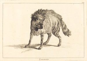 Loucervier (hyene)
