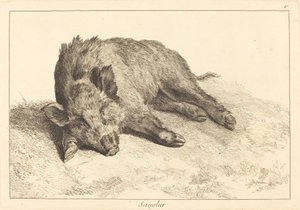Sanglier (villsvin som ligger ned, gå til venstre)
