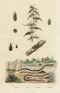 Sjølamprey og biller.