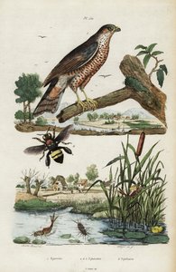 Sparrowhawk, mayfly and bee.,1834-1839 (gravering)