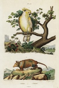 Kakadu og beltedyr.