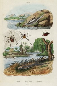 Sjøsnegl, hageedderkopp og europeisk smelte., 1834-1839 (gravering)