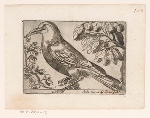 Vogel Chuta marina (tittel på objekt) Vogels (serietittel) av Jacques de Fornazeris (possibly)