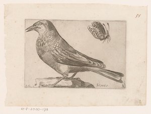 Stær (Sturnus vulgaris) Storno (tittel på objekt) Fugler (serietittel)