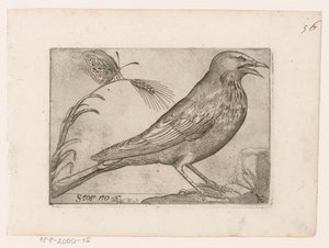 Stær (Sturnus vulgaris) Storno (tittel på objekt) Fugler (serietittel)