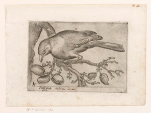 Vogel Poli gola (tittel på objekt) Vogels (serietittel)