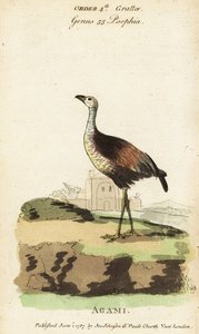 Neste er Heron, neste er neste