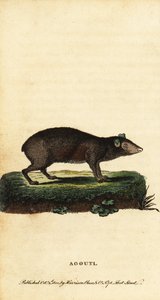Agouti, Dasyprocta-art. ,1800 (gravering)