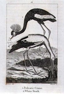 Balearic Crane and White Stork, fra 