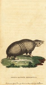 Brasiliansk trebåndet beltedyr, Tolypeutes tricinctus, 1800 (gravering)