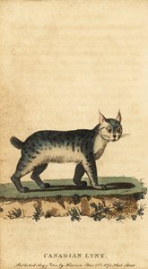 Kanadisk gaupe, Lynx canadensis., 1800 (gravering)