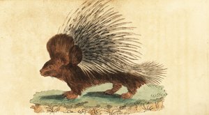 Toppet piggsvin, Hystrix cristata., 1800 (gravering)