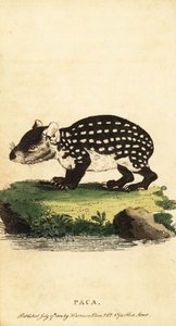 Lowland paca eller flekket paca, Cuniculus paca., 1800 (gravering)
