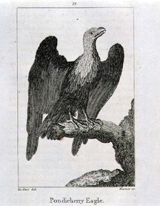 Pondicherry Eagle, fra 