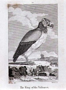 The King of The Vultures, fra "History of the Earth and Animated Nature", av Oliver Goldsmith, utgitt i London