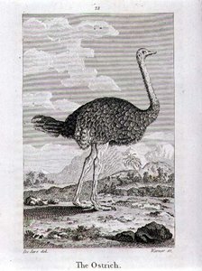 The Ostrich, fra 