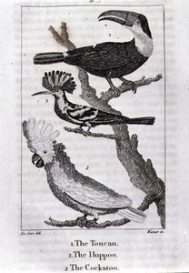 The Tucan, The Huppoo and The Cockatoo, fra 