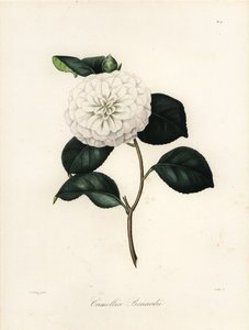 Camellia japonica variant, Camellia bonardii eller Camellia bonnardii