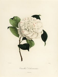 Camellia japonica variant, Camellia delicatissima