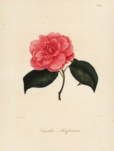 Camellia japonica variant, Camellia monfortiana