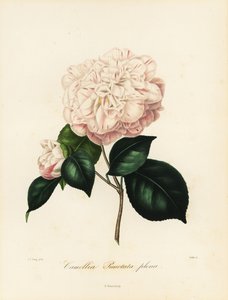 Camellia japonica variant, Camellia punctata plena