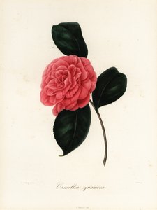 Camellia japonica variant, Camellia squamosa eller Camellia squammosa
