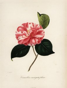 Camellia japonica variant, Camellia variegata plena