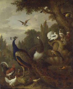 Påfugl, påfugl, papegøyer, kanarifugler og andre fugler i en park, ca. 1708-10