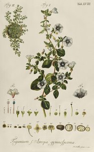 Convolvulus: Teganius f. Atropa gymnosperma fra "Rare Plants" av Jakob Christoph Keller