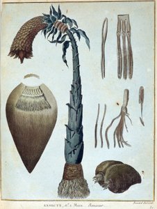 Banan - i "" Reise til Nubia og Abessinia foretatt for å oppdage kildene til Nilen i løpet av årene 1768 til 1772", av James Bruce, vol. 1, Paris av James Bruce