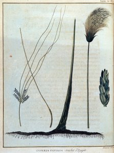 Cyperus papyrus, stamme av Egypt - i "" Reise til Nubia og Abessinia foretatt for å oppdage kildene til Nilen i løpet av årene 1768 til 1772", av James Bruce, vol. 1, Paris av James Bruce