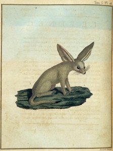Fennec - i "" Reise til Nubia og Abessinia foretatt for å oppdage kildene til Nilen i løpet av årene 1768 til 1772", av James Bruce, vol. 1, Paris av James Bruce