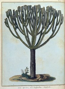 Kol-quall (Kol quall), euphorbia (kaktus) - i "" Reise til Nubia og Abessinia foretatt for å oppdage kildene til Nilen i årene 1768 til 1772", av James Bruce, vol. 1, Paris av James Bruce