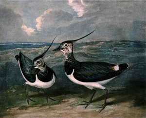 Plovers, plate 9 av British Feather Game, gravert av Charles Turner (1773-1857), pub. av R. Ackermann, ca. 1810 (mezzotintgravering) av James (after) Barenger